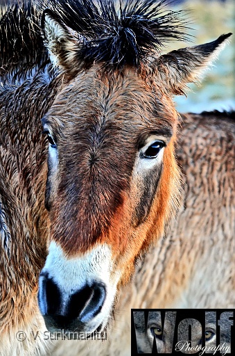 Mongolian Wild Horse 003 copyright Villayat Sunkmanitu.jpg